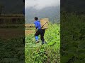 How to Harvest and grow Cassava - Harvest Squash to sell - Cooking