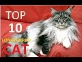 Top 10 Longhaired Cat Breeds You Need To Meet の動画、YouTube動画。