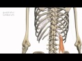 Muscles of the Posterior Abdominal Wall - 3D Anatomy Tutorial