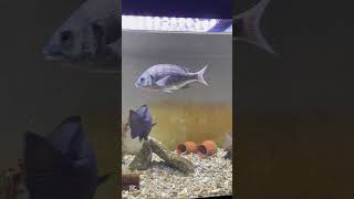 Raising Fish Fry: Growth Record Part 3, Day 1,205