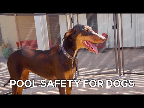 Video: Pool Safety for Dogs