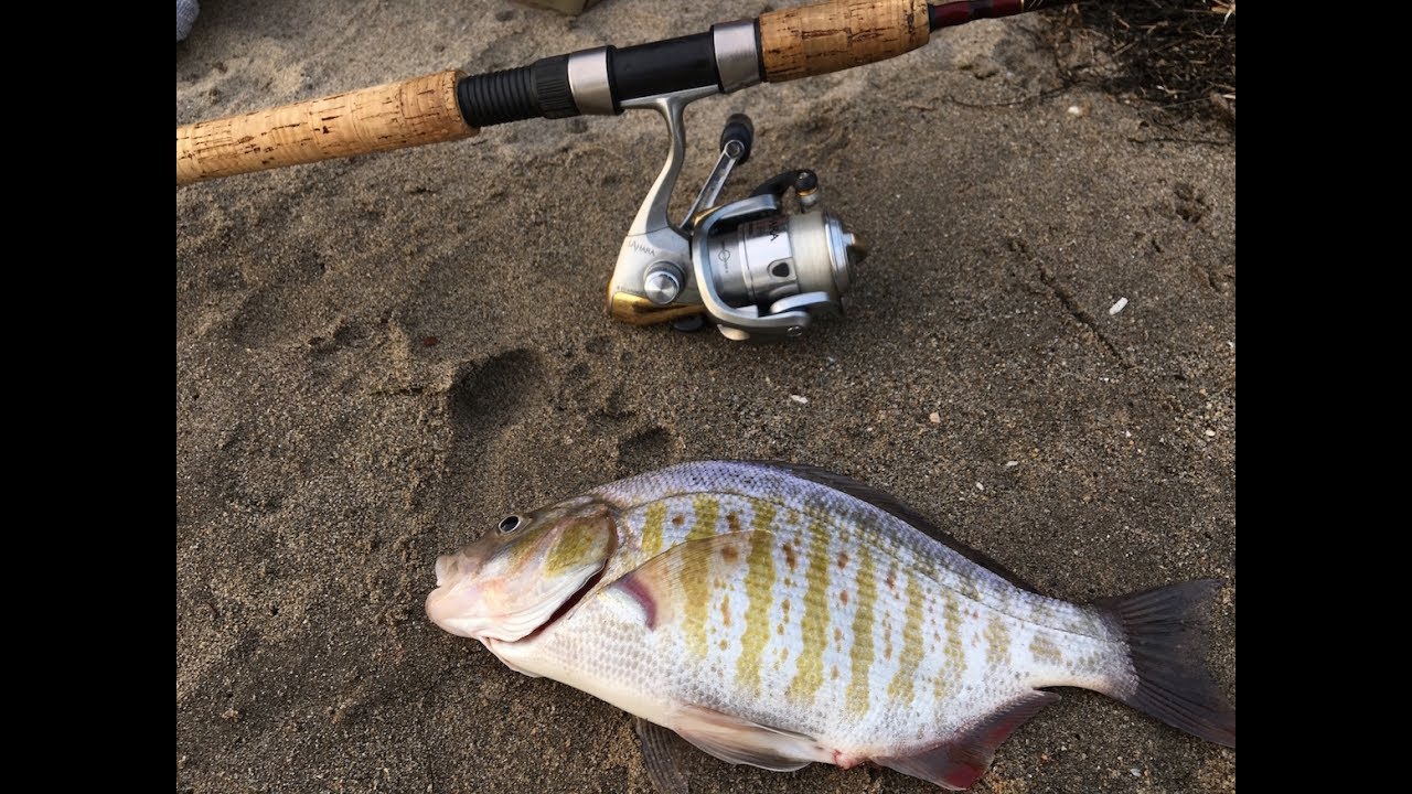 Surf Fishing with an ULTRALIGHT - Surfperch Caught with Trout Rod + ANOTHER  GIVEAWAY WINNER 