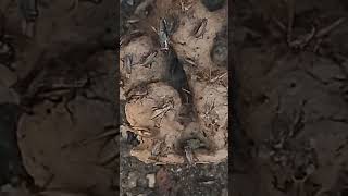 Download Lagu proses sortir anakan jangkrik kalung       #jangkrikkalung #youtubeshorts #pemula MP3 Download Lagu proses sortir anakan jangkrik kalung       #jangkrikkalung #youtubeshorts #pemula MP3