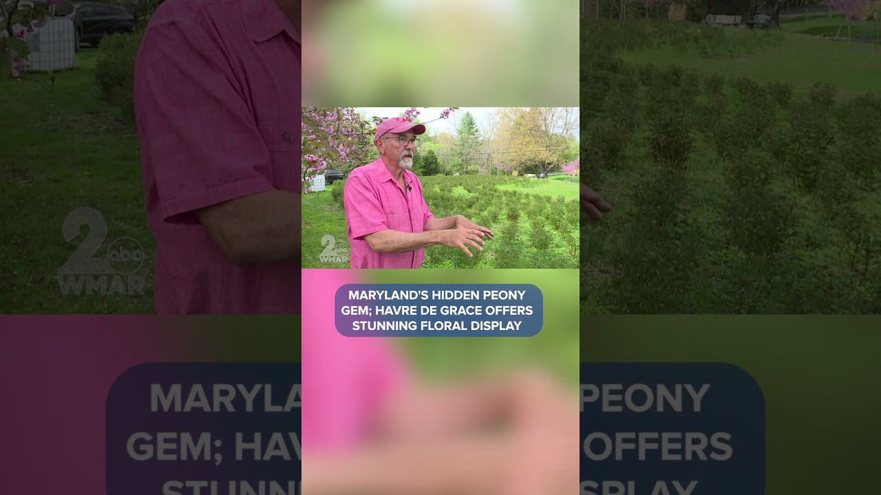 Maryland's hidden peony gem