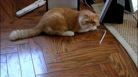 Video 1205931: exotic shorthair cat, shorthair cat faces, playing grooming