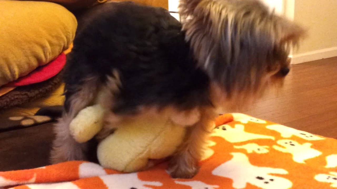 Cute Toy Yorkie Humping His Stuffed Bunny