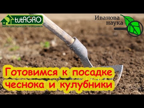 Подготовка участка под посадку чеснока и земляники. Простые шаги для большого урожая.