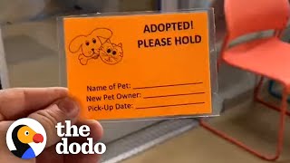 Shelter only had two pit bulls left - guy races to get them adopted! | The Dodo Pittie Nation