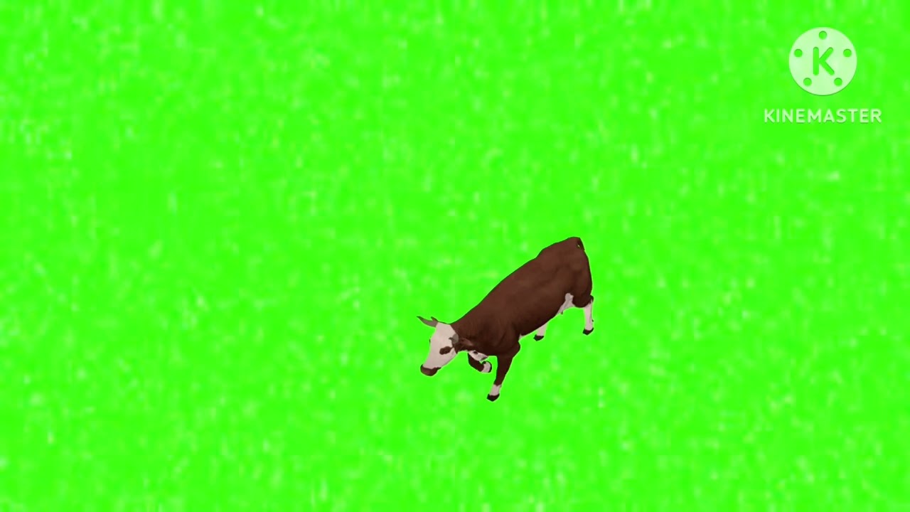 Cow walking green screen
