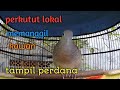 Perkutut Lokal Memanggil Suara Kristal Bagus Buat Pancingan Mp3 - Mp4 Download