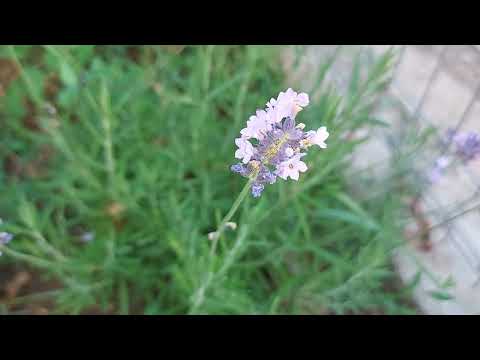 Video: Klíčenie levanduľových semienok: pestovanie levanduľových rastlín zo semienok