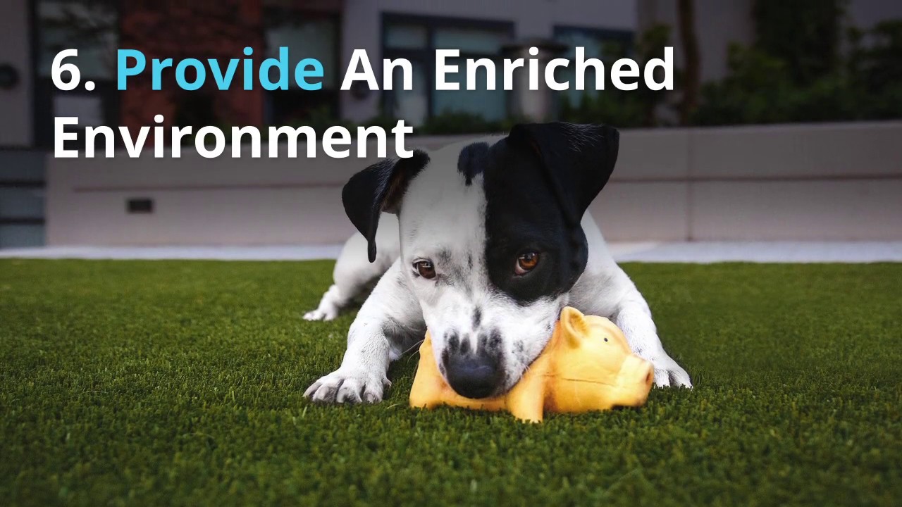 Top 10 Pet Care Tips From Veterinary Professionals Top 10 Pet Care Tips From Veterinary Professionals