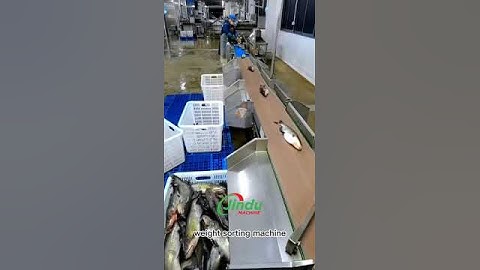 Fish Seafood processing weight sorting machine dynamic scale #machinery #equipment #fish #seafood
