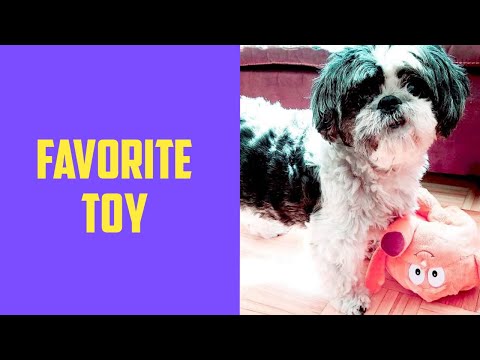 shih-tzu-favorite-toy---my-teddy-bear-is-clean---do-not-take-my-toy