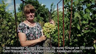 Зробити виноградник прибутковим: історія Наталі Бовкун на проєкті Крила