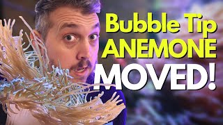 BUBBLE TIP ANEMONE MOVING ON TOP OF CORALS?! How I Solved this Problem!