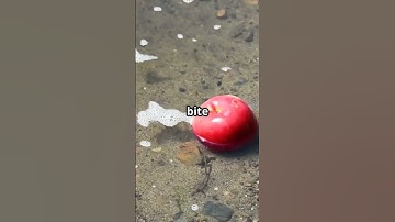 Did You Know? Why Apples Float
