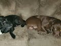 Lazy Daisy&amp;Duke 