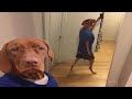 Top 5 Animals