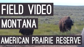 Vlog - American Bison (Bison bison), American Prairie Reserve, Montana, USA