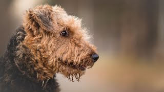 Health Concerns in Airedale Terriers: Hereditary Diseases Explained