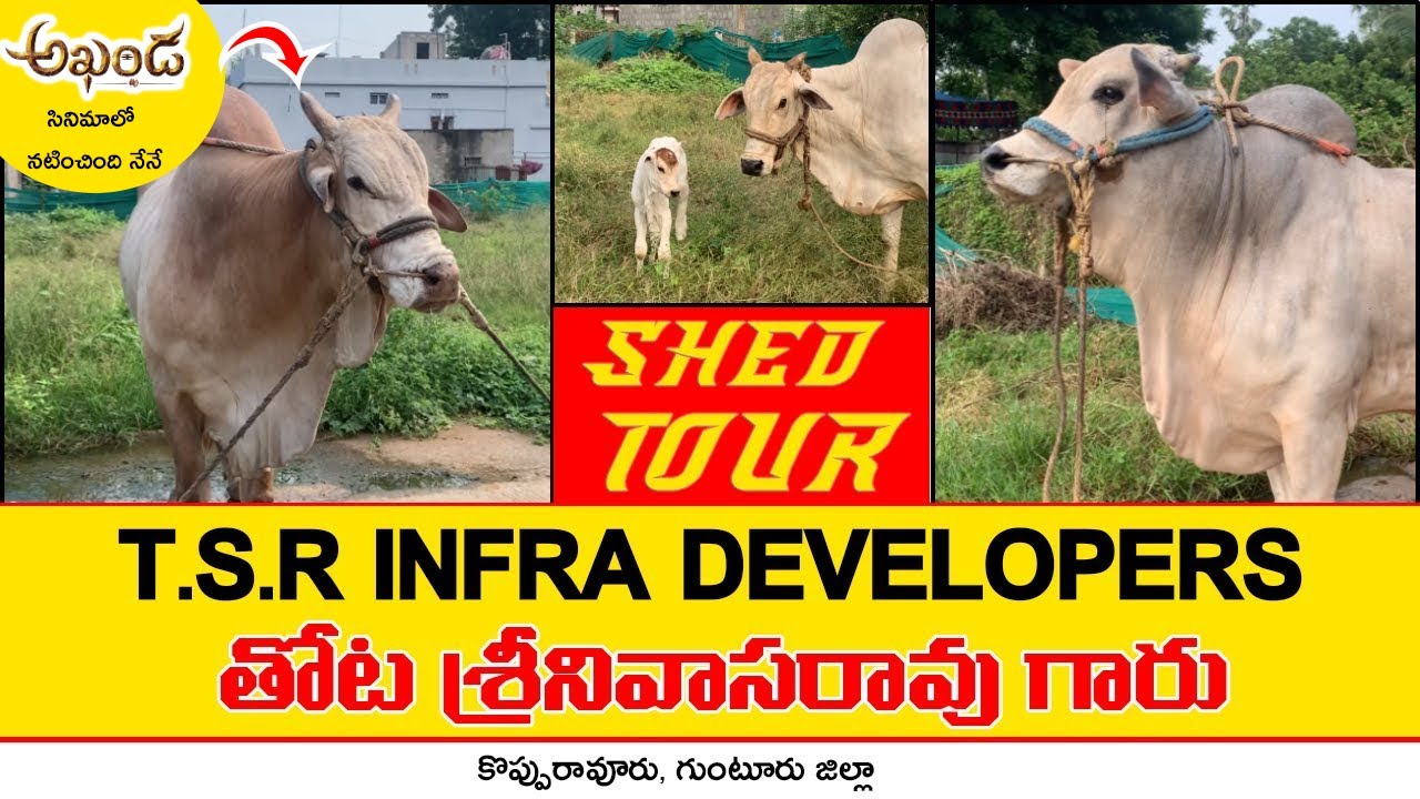 Thota Srinivasarao Garu || T S R INFRA || Kopparavuru || Shed Tour || Bulls Of Andhra