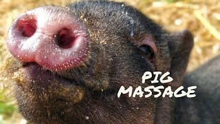 Pig Massage - Have you ever seen a pig Lay down to be massaged?
