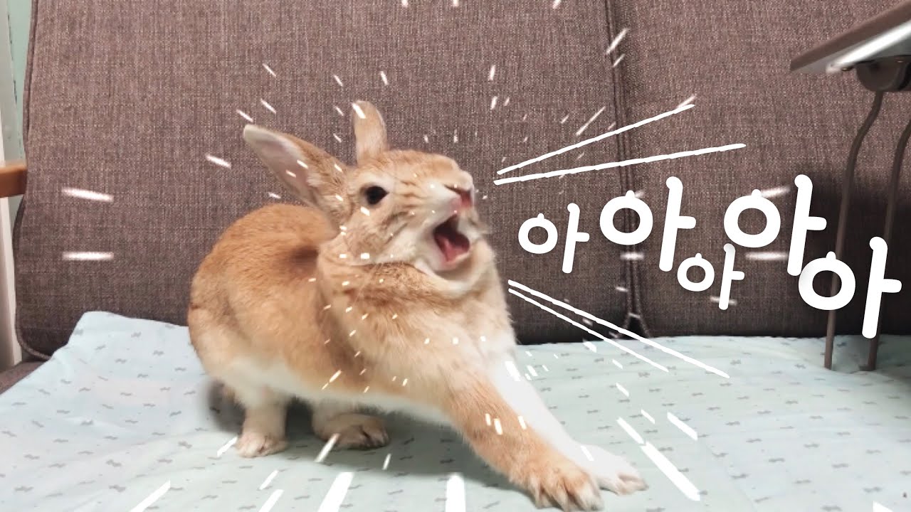 노래하는 토끼!! 아아아!! Aaahhhh!! - YouTube