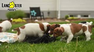 Playful Jack Russell Terrier Puppies