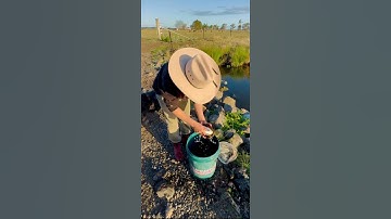 “Chiều Chủ Nhật thả bạn rùa về với sông nước 🌊🐢”#ThảRùa #FarmLife #LifeInAustralia #PeacefulLife