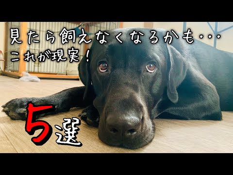 【覚悟】ラブラドールレトリバーを飼って大変だった事5選！それでも貴方は飼えますか？