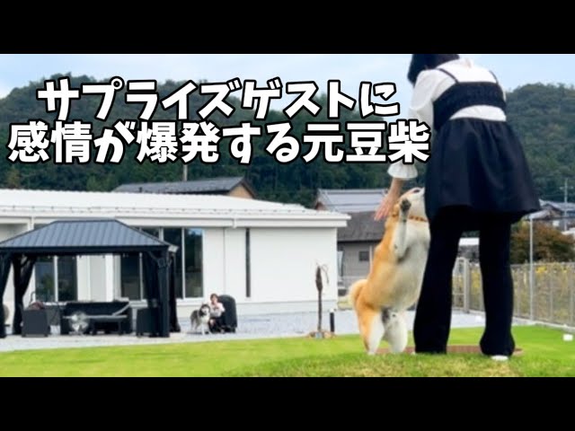 驚き】おもわぬサプライズに大歓喜する元豆柴の姿が面白すぎました