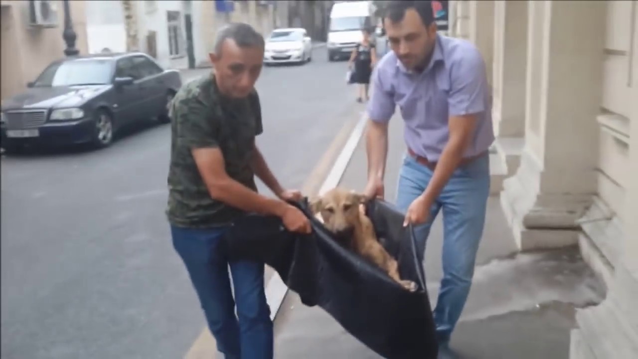 Сон собаку сбила машина Сон собаку сбила машина