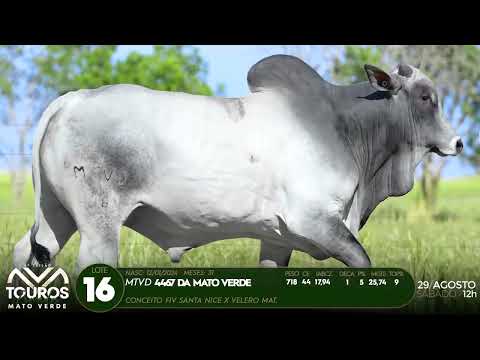 LOTE 16   MTVD 4467