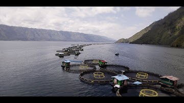 Regal Springs Indonesia: doing well by doing good