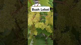Anggur super genjah, dompolan menggila #jenisanggur #budidayaanggur #anggurheliodor