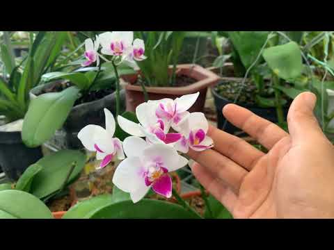 July is the best time to add calcium for orchids | Happiness garden
