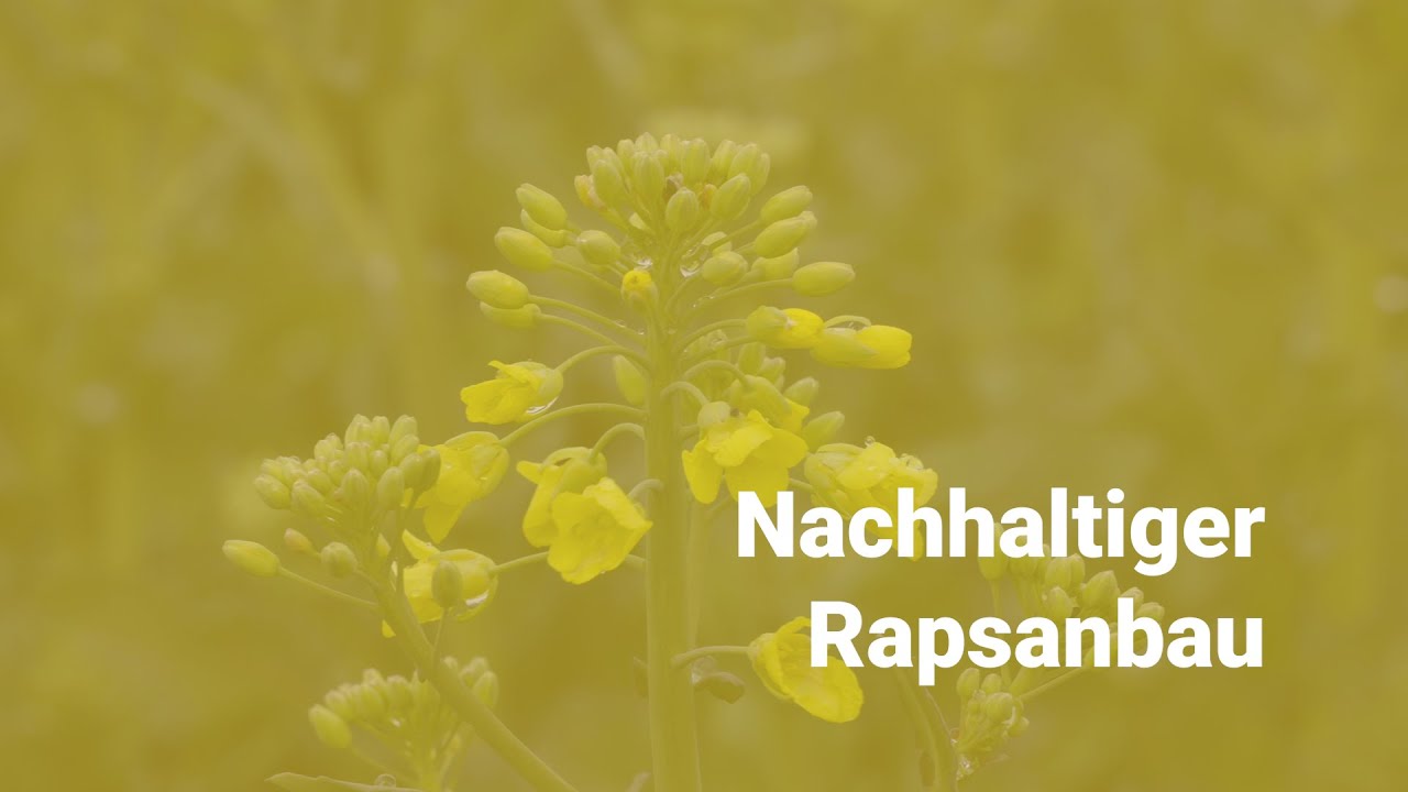 Nachhaltiger Rapsanbau
