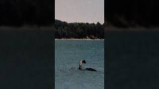 Virginia’s Own Loch Ness Monster #paranormalinvestigation #paranornal #cryptids #cryptid