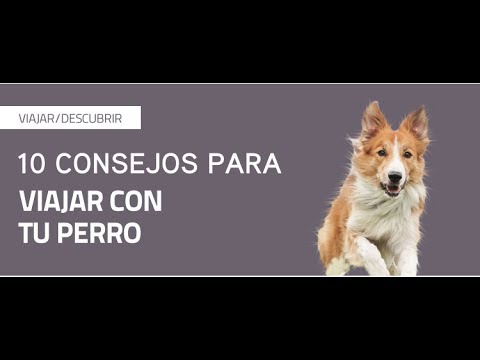 Vídeo: Diez Consejos Para Viajar Con Mascotas - Matador Network