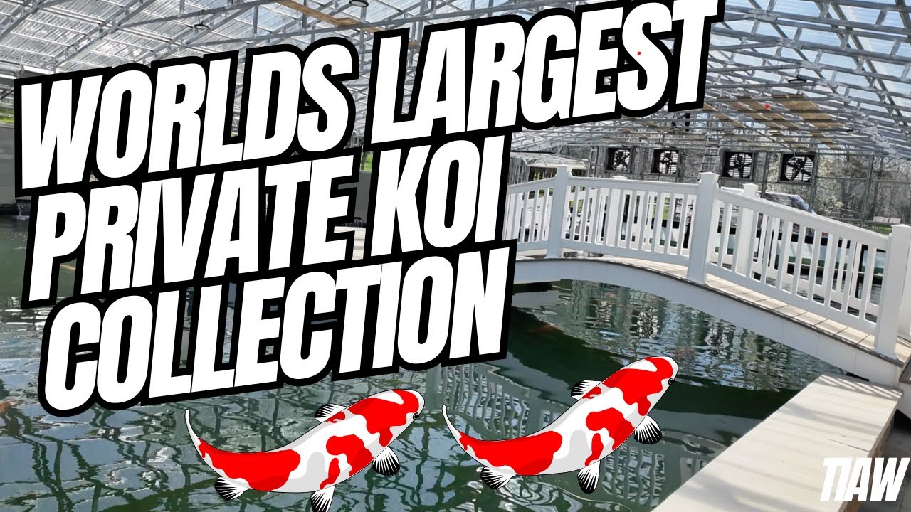 WORLDS LARGEST COLLECTION OF KOI CARP, BIGGEST KOI IN THE WORLD