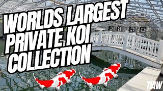 WORLDS LARGEST COLLECTION OF KOI CARP, BIGGEST KOI IN THE WORLD