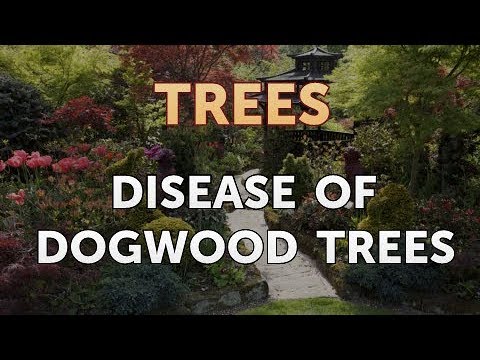 Disease of Dogwood Trees