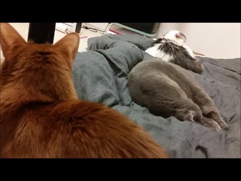 飼い主と猫たちで布団はんぶんこ - YouTube