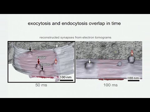 camera iphone 8 plus apk Kavli Institute for Brain and Mind: Imaging the Brain - Jorgensen