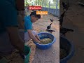 ชีวิตบ้านสวนเลี้ยงไก่บ้าน#เลี้ยงไก่ #บ้านสวน #vlog