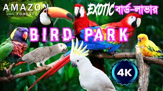 4K Birds of Amazon | Latin American Most Visited Iguazu falls Bird park🇧🇷