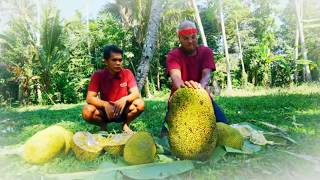 Download lagu Membuka Nangka Salak Dengan Tangan Kosong | JEJAK SI GUNDUL (30/07/26)