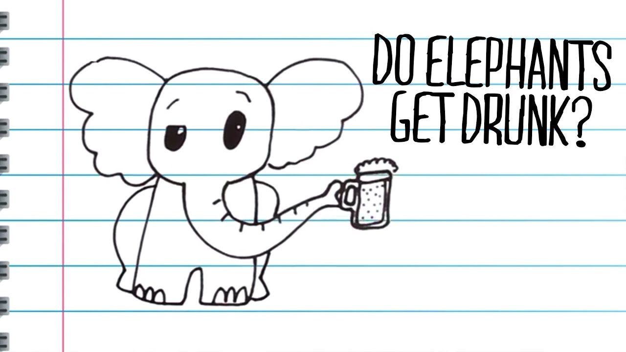 Do Elephants get Drunk? YouTube