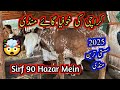 Sasti mandi sirf 90 hazar mai mile 2025 ka behtreen janwar | Lyari cow mandi | new update